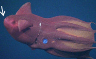 Vampyroteuthis_infernalis_T1152_02